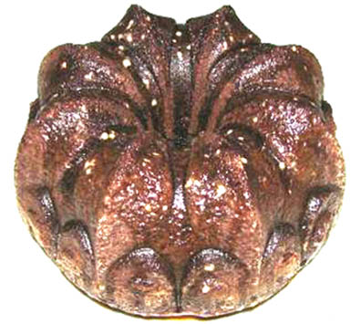 Black Russian Cake Black Russian Cake picture
